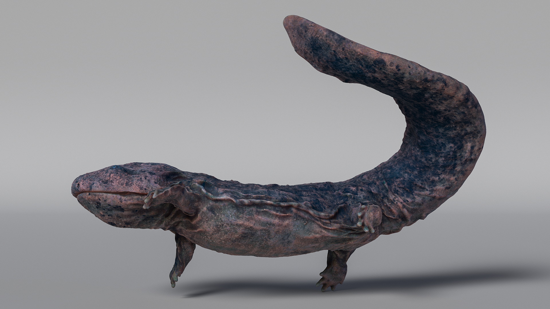 3D model Giant Salamander Dark Swimming