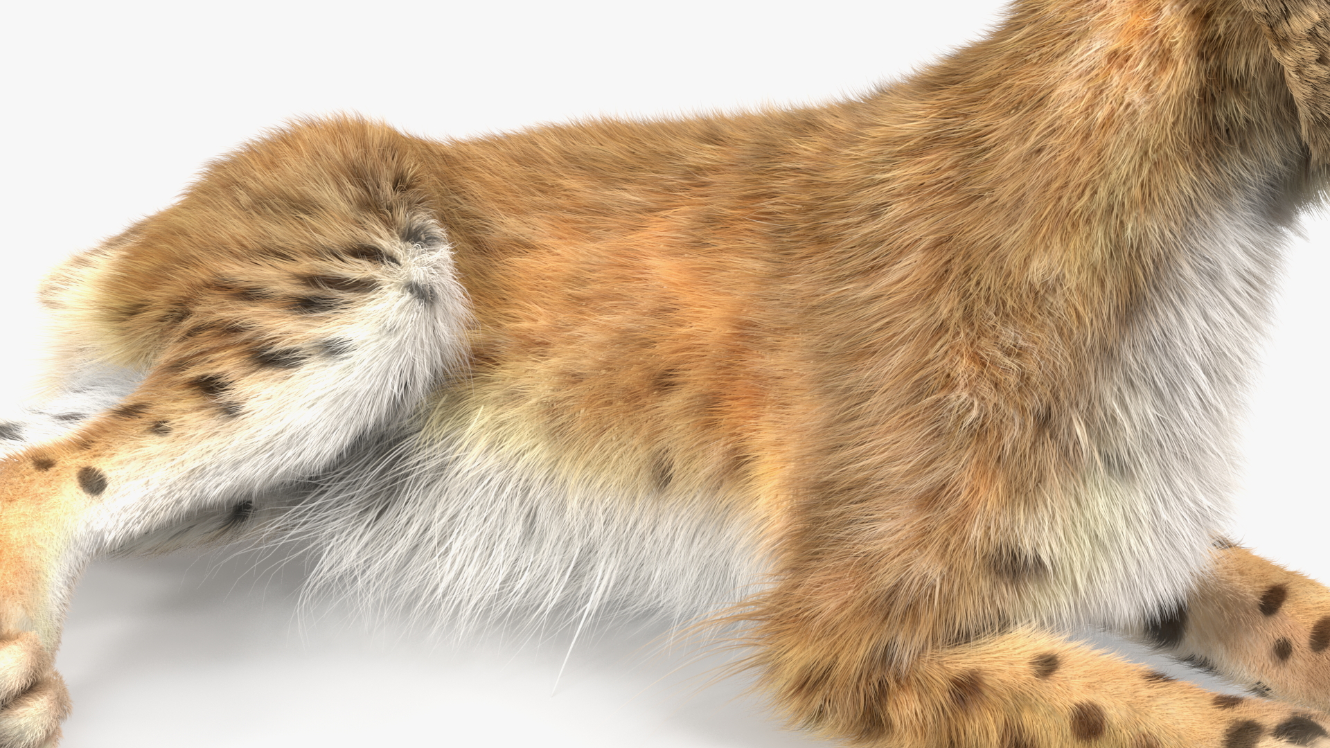 3D Red Lynx Lying Fur model