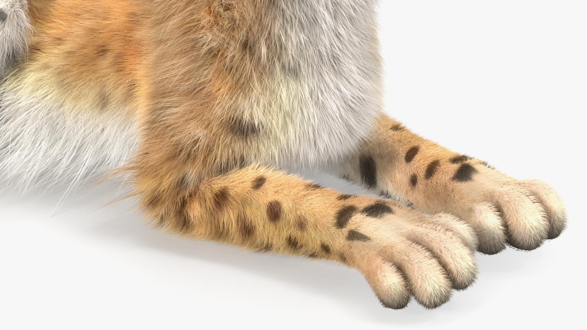 3D Red Lynx Lying Fur model