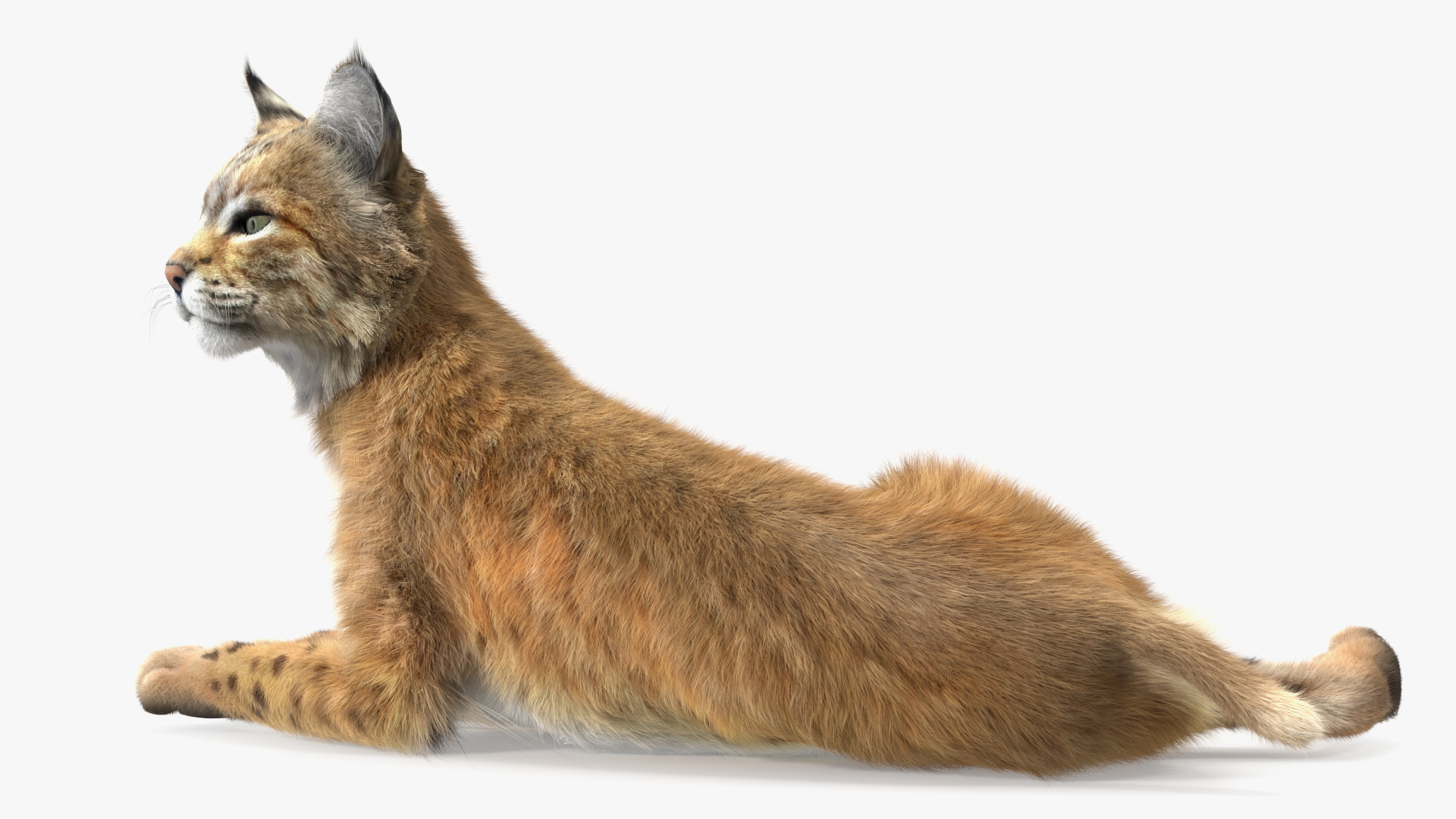 3D Red Lynx Lying Fur model