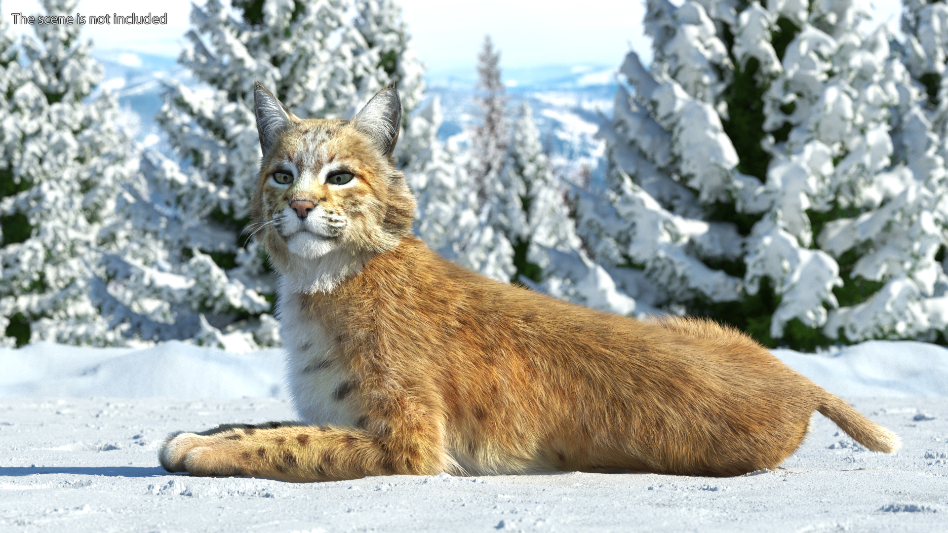3D Red Lynx Lying Fur model