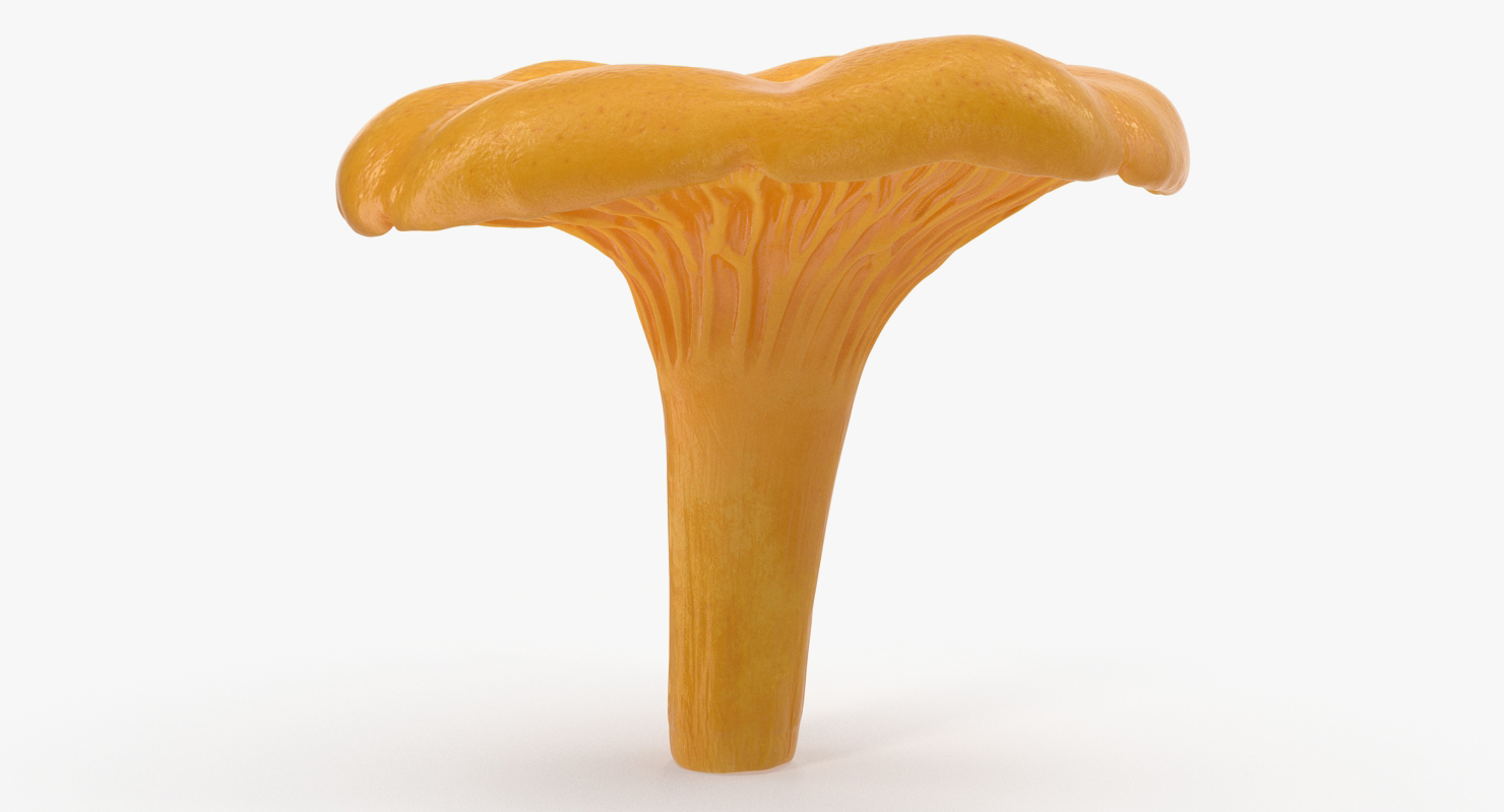 Golden Wild Mushroom Chanterelle 3D