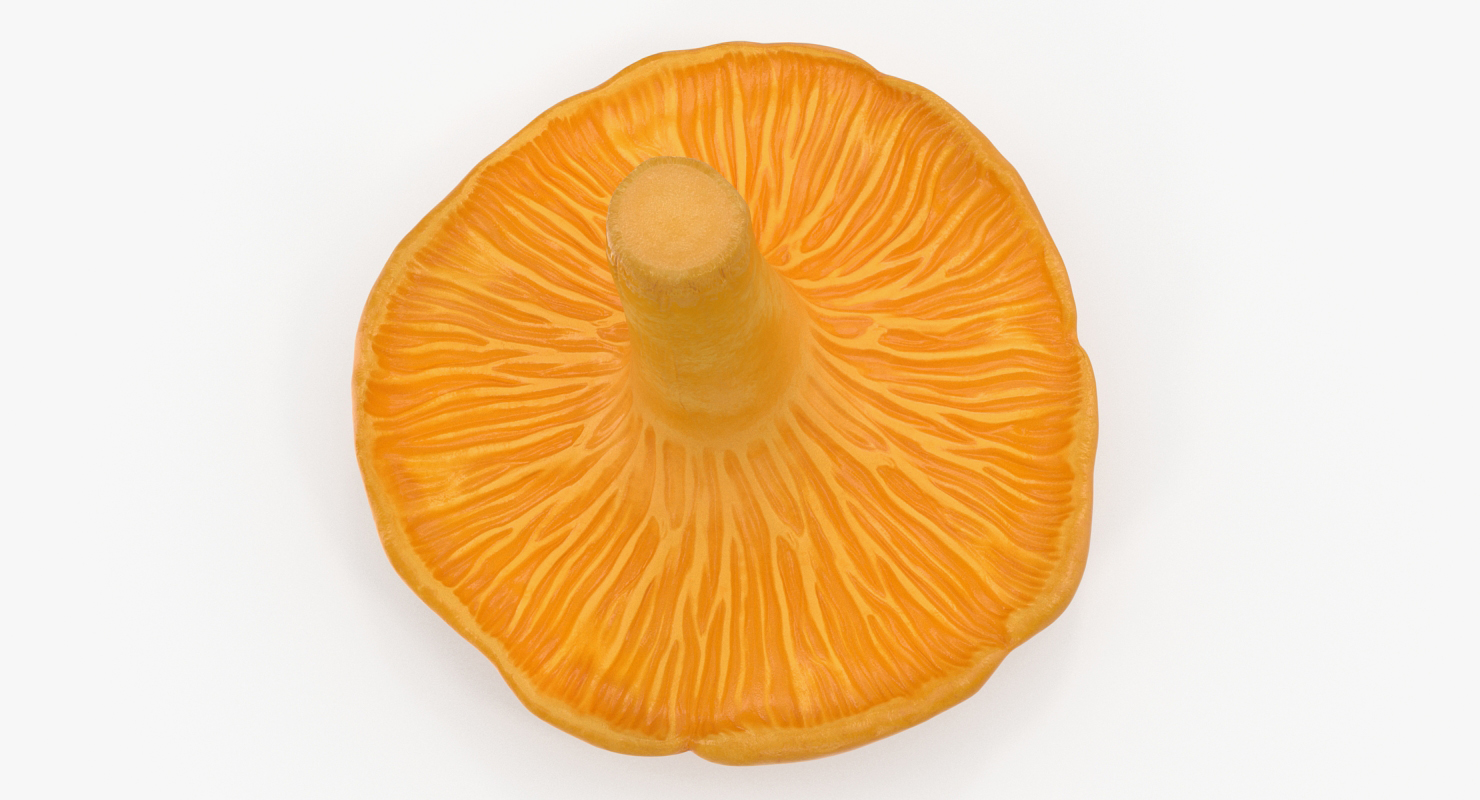 Golden Wild Mushroom Chanterelle 3D