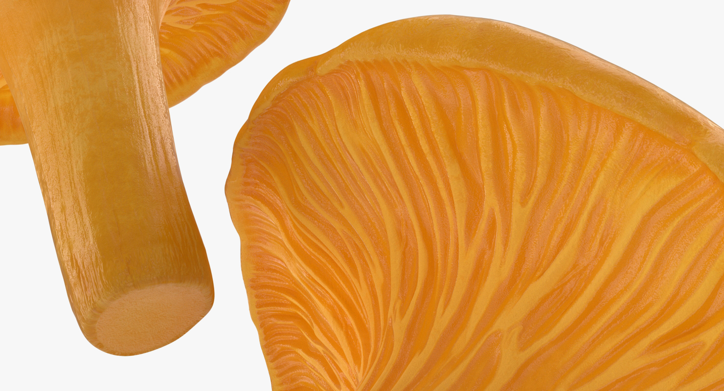 Golden Wild Mushroom Chanterelle 3D