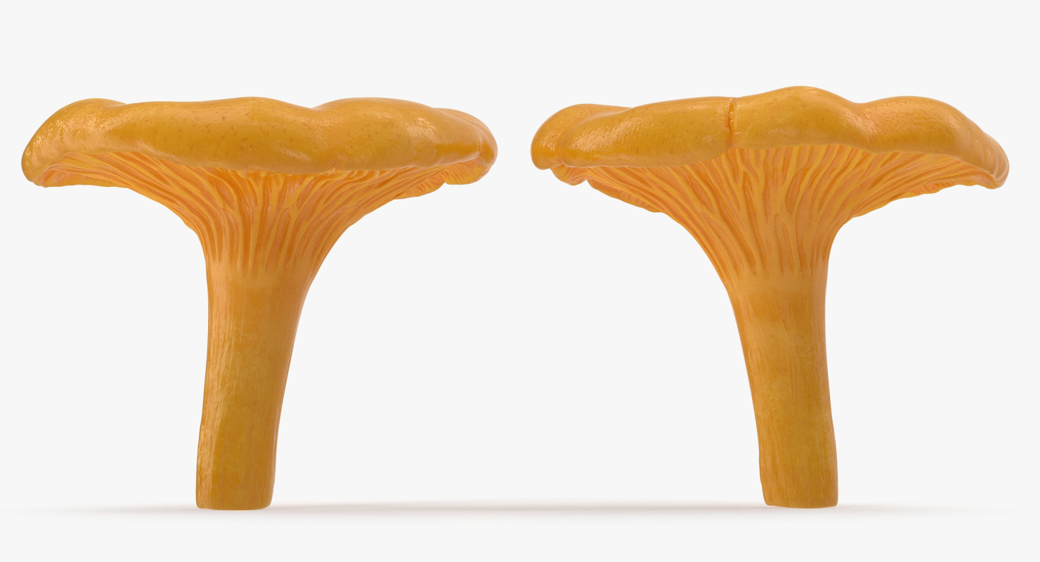 Golden Wild Mushroom Chanterelle 3D