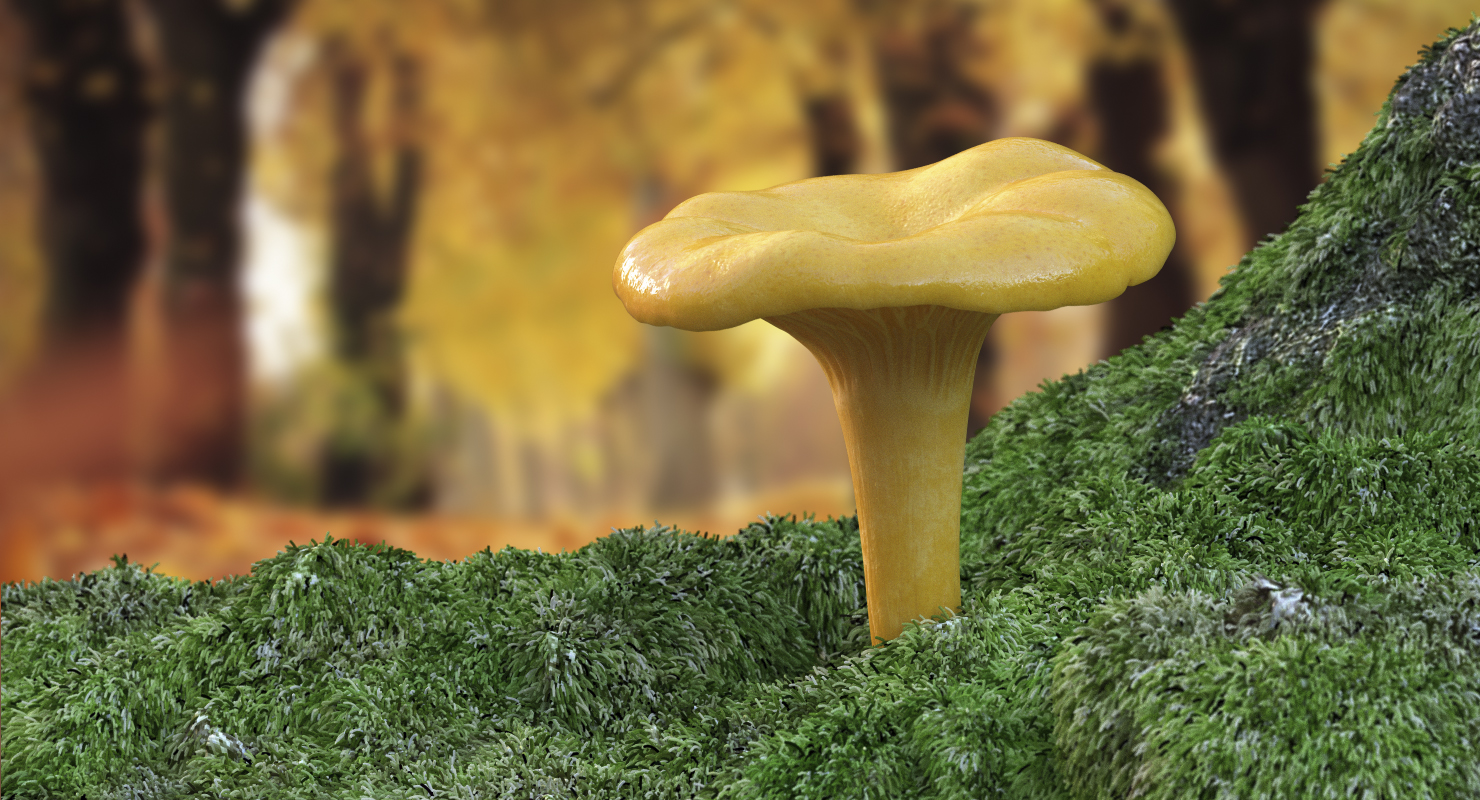 Golden Wild Mushroom Chanterelle 3D