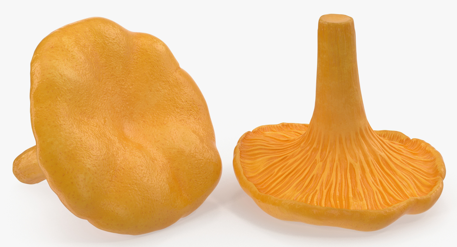 Golden Wild Mushroom Chanterelle 3D