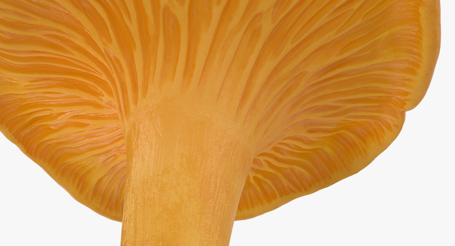 Golden Wild Mushroom Chanterelle 3D