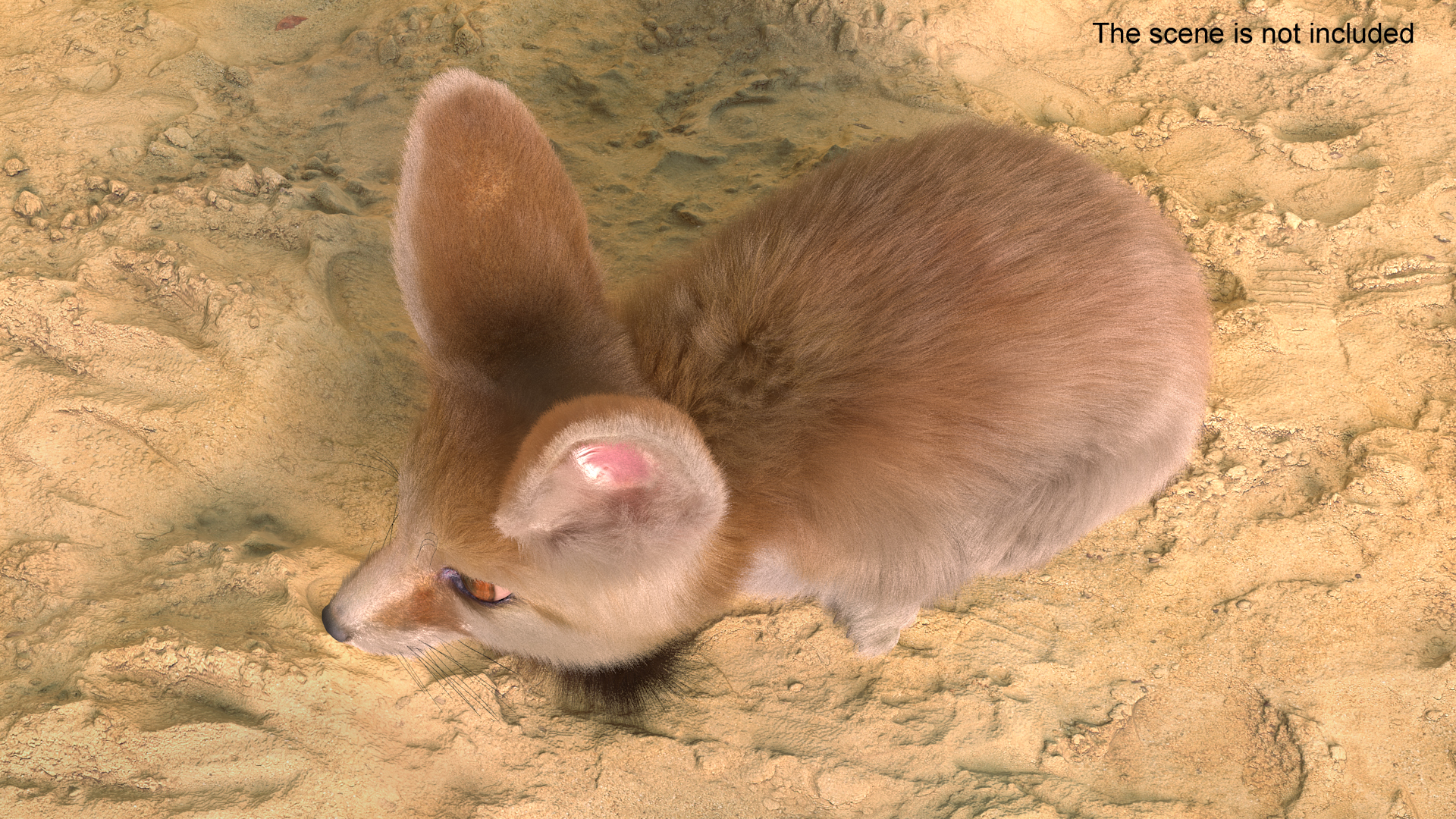 Smallest Fox Species Fennec Lying Pose Fur 3D