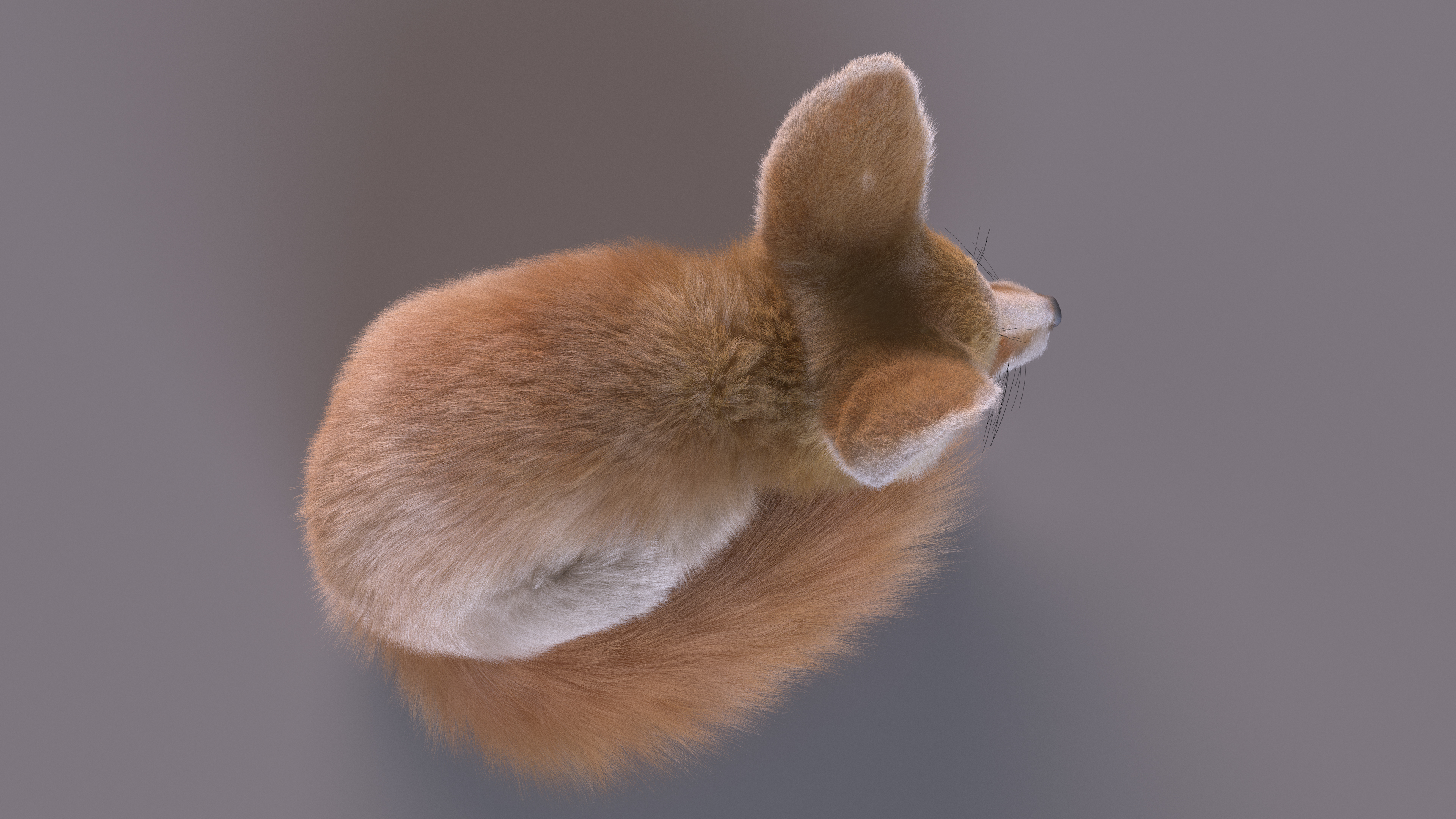 Smallest Fox Species Fennec Lying Pose Fur 3D