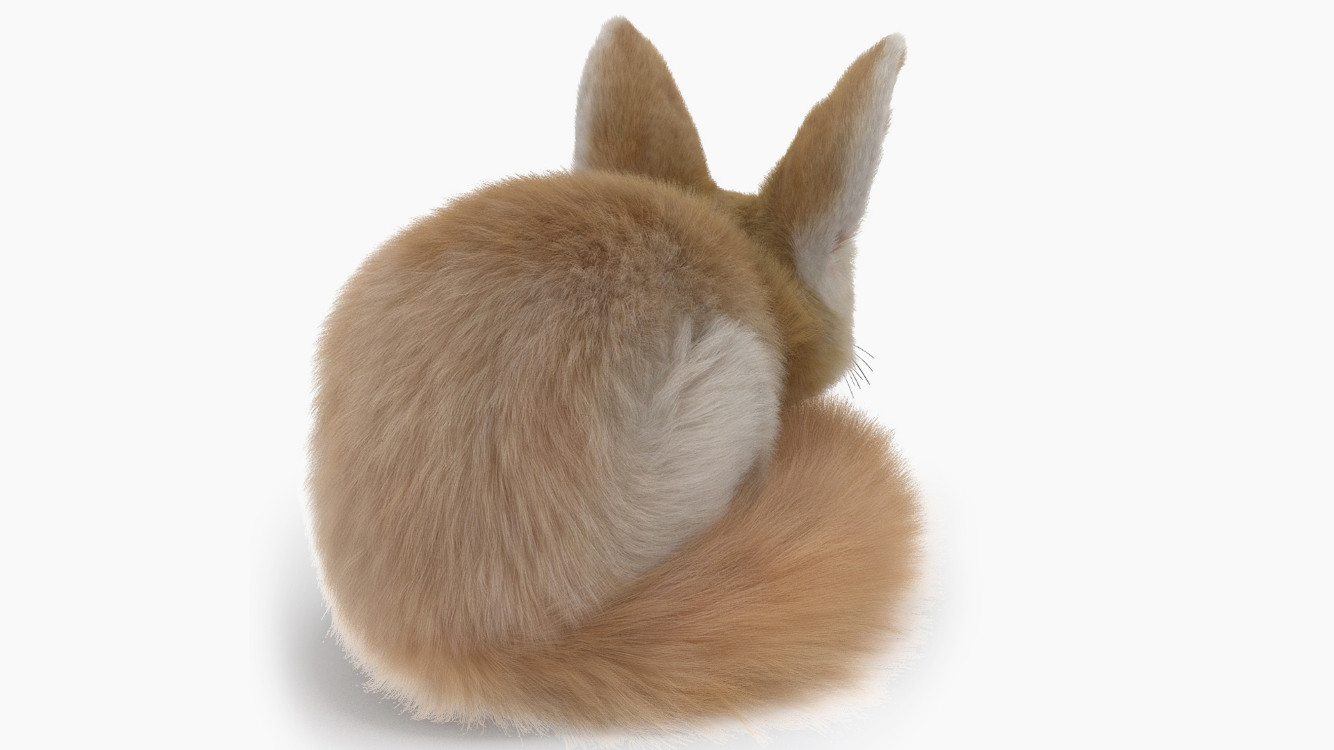 Smallest Fox Species Fennec Lying Pose Fur 3D