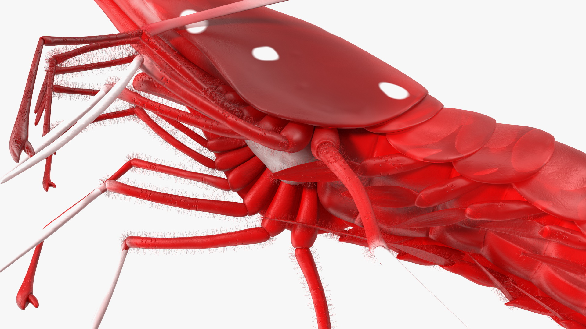3D Red Blood Cleaner Shrimp Fur model