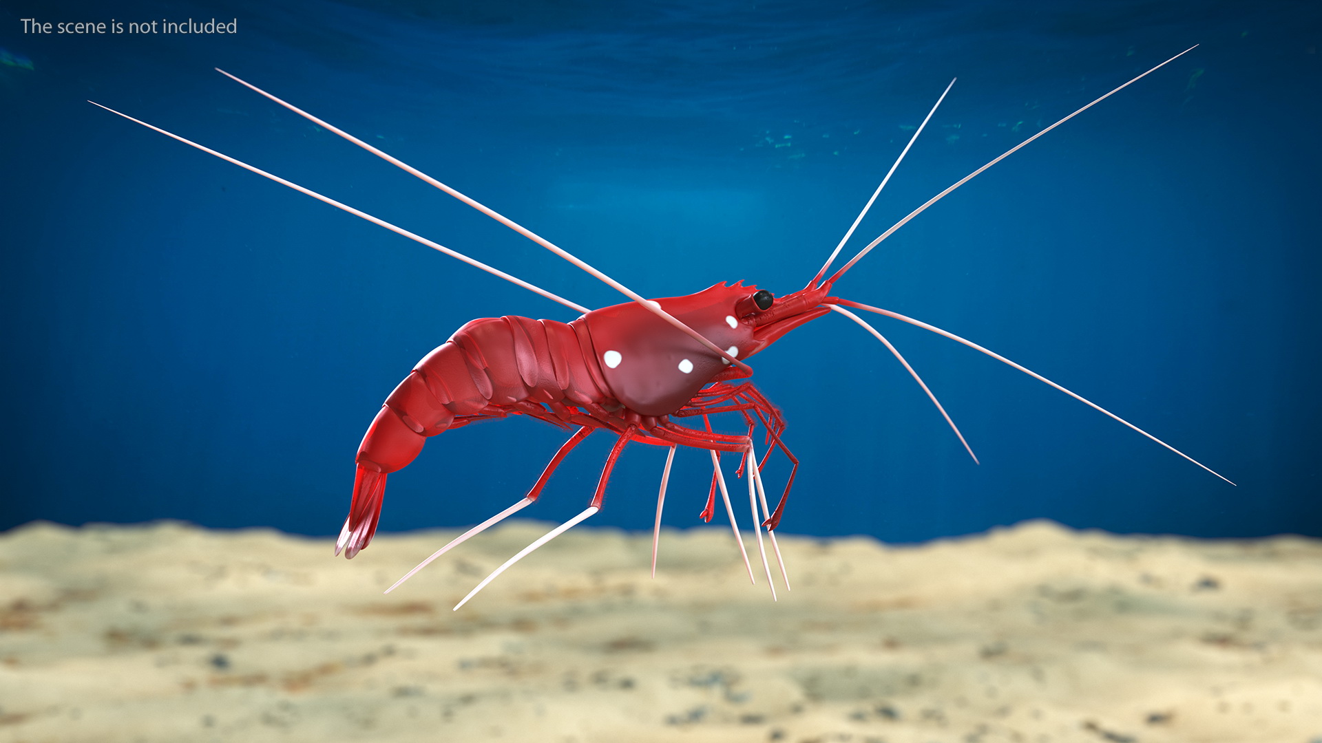 3D Red Blood Cleaner Shrimp Fur model