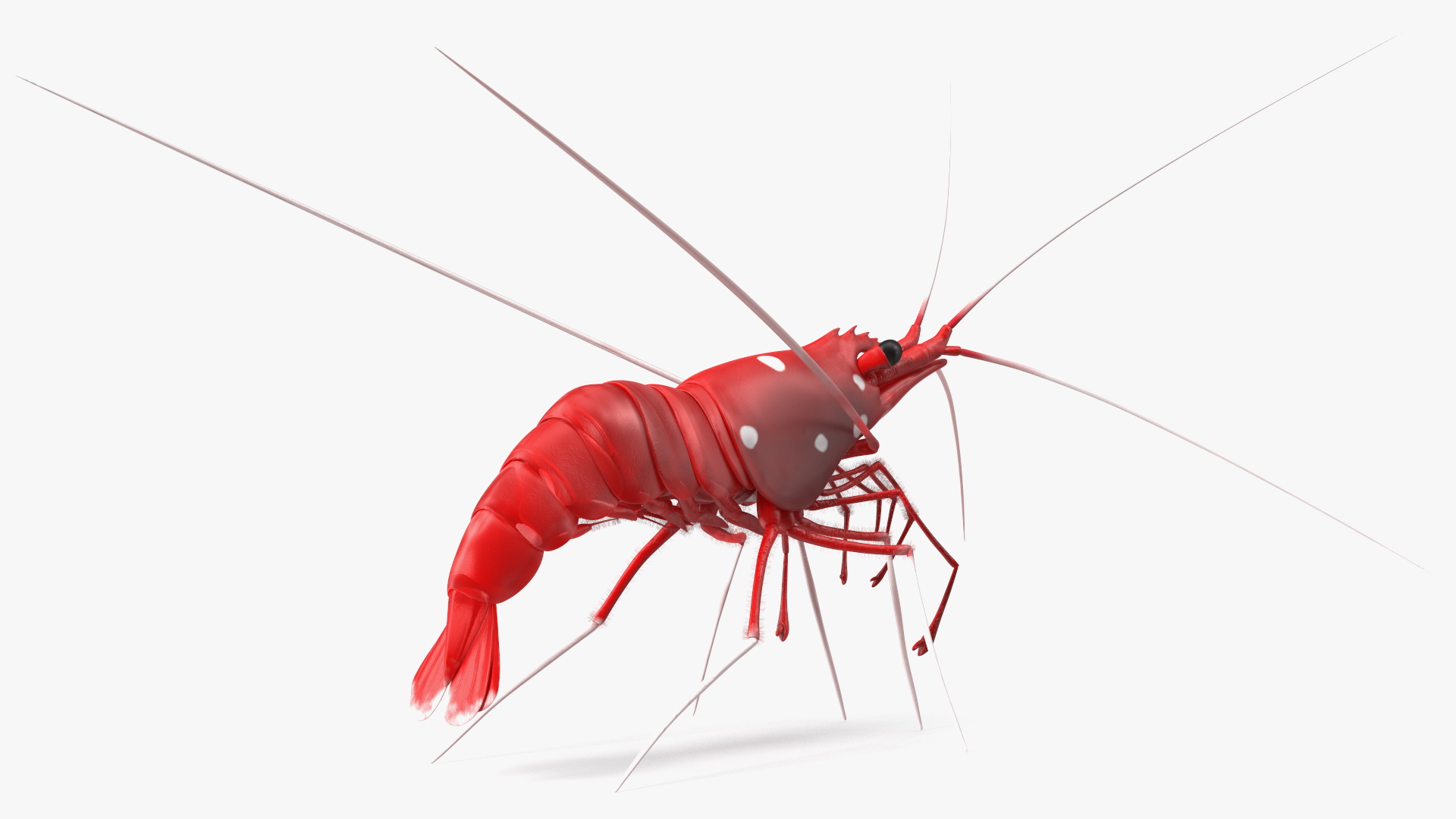 3D Red Blood Cleaner Shrimp Fur model