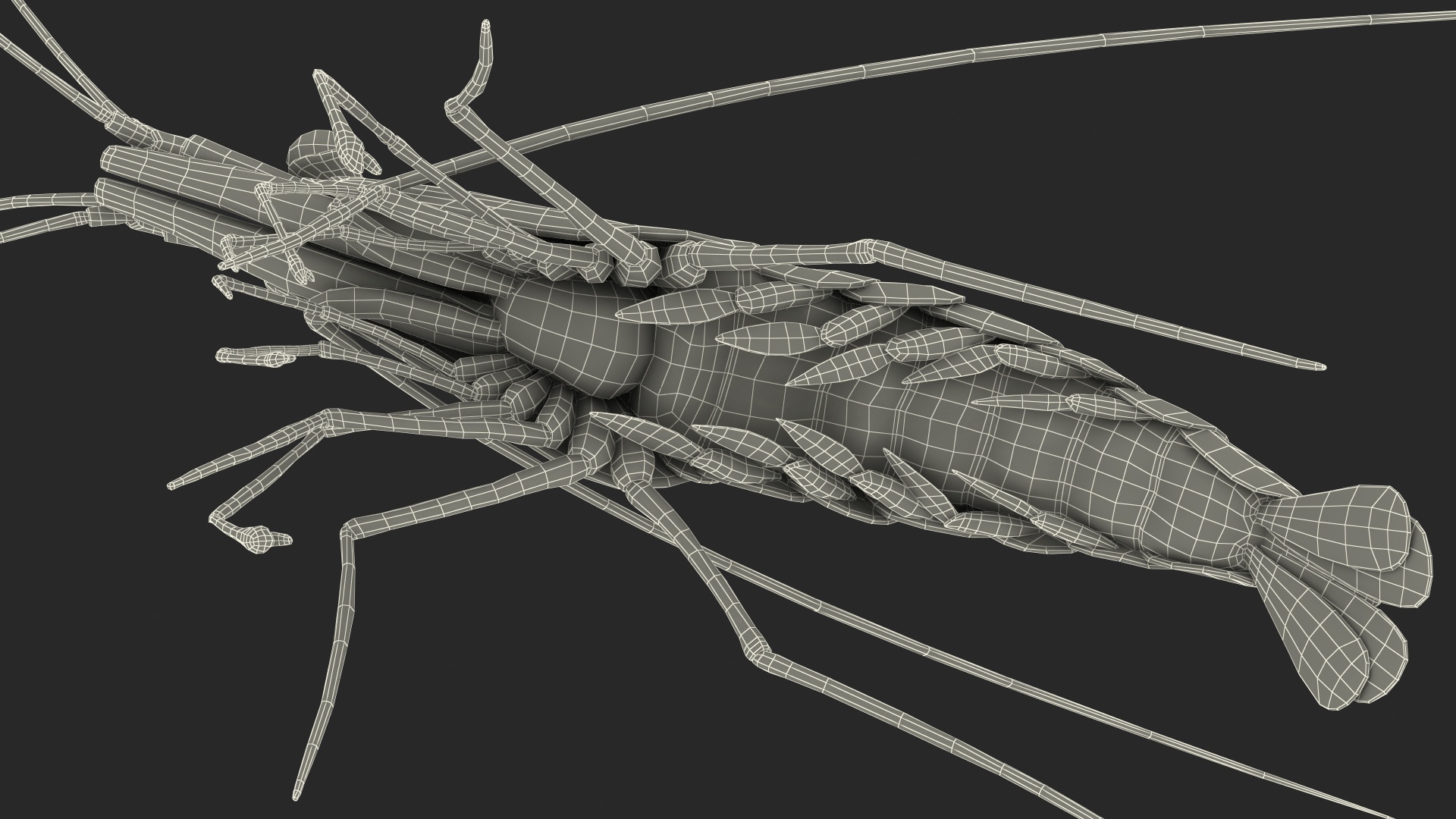 3D Red Blood Cleaner Shrimp Fur model