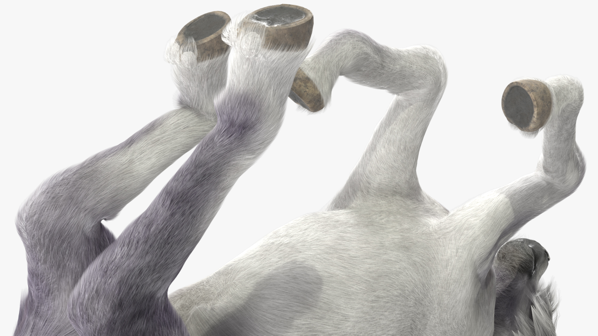 Galloping White Pony with Long Mane Fur 3D model