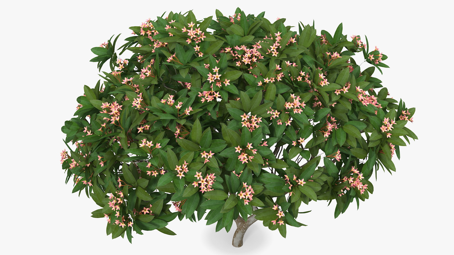 Plumeria Frangipani Tree Pink Flowers 3D