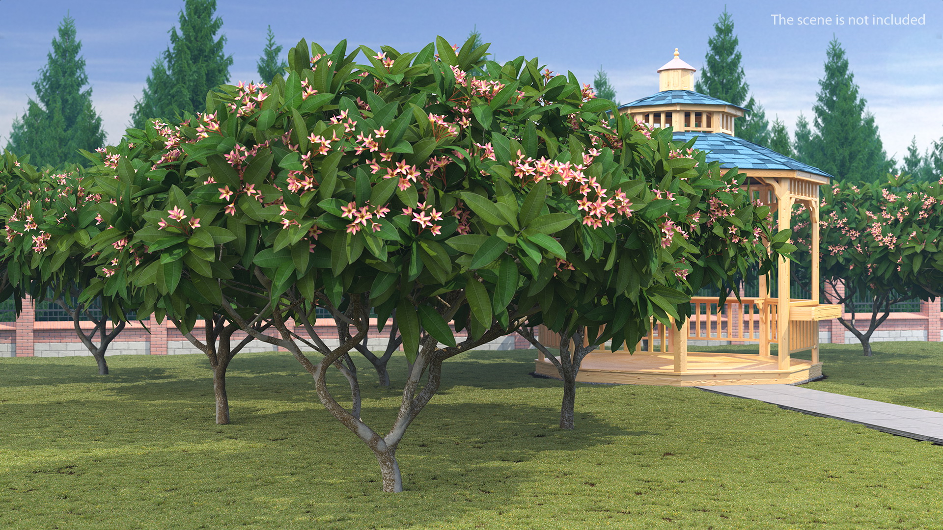 Plumeria Frangipani Tree Pink Flowers 3D