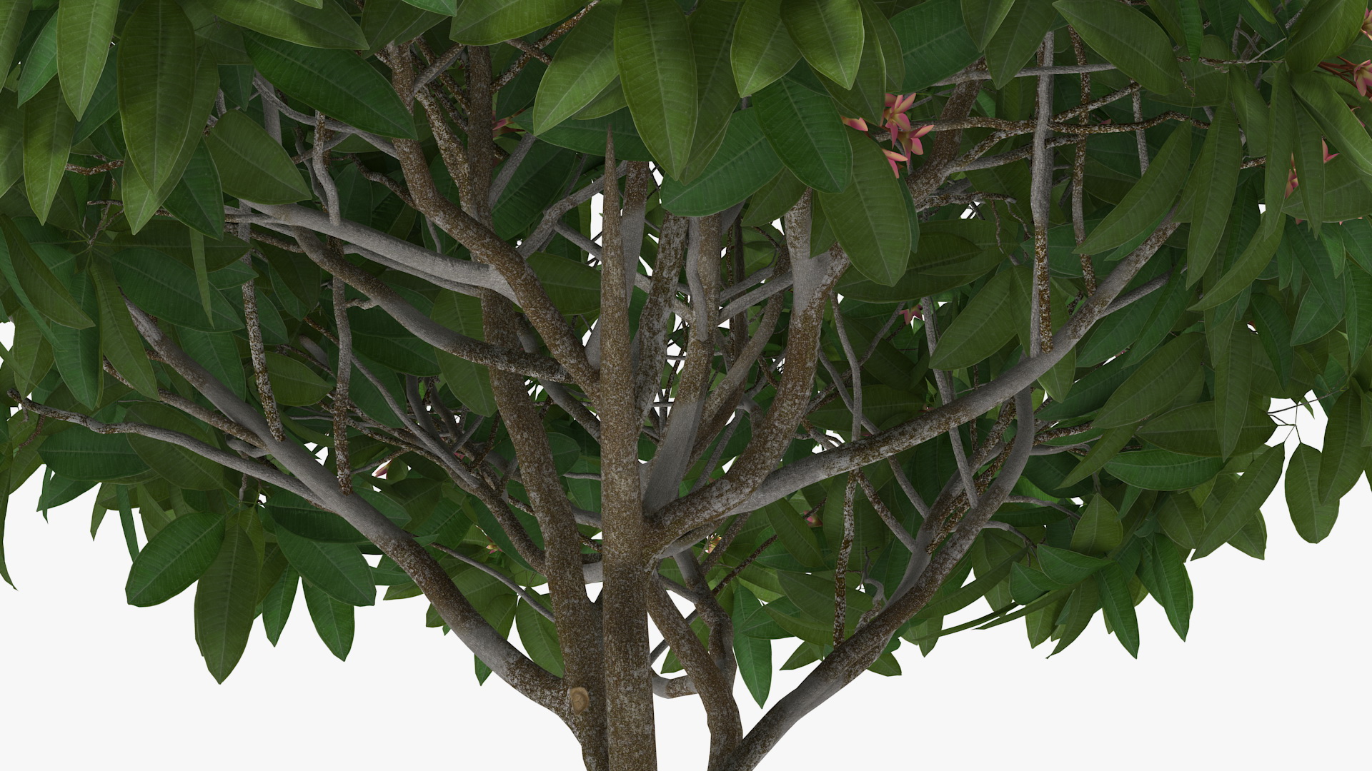 Plumeria Frangipani Tree Pink Flowers 3D