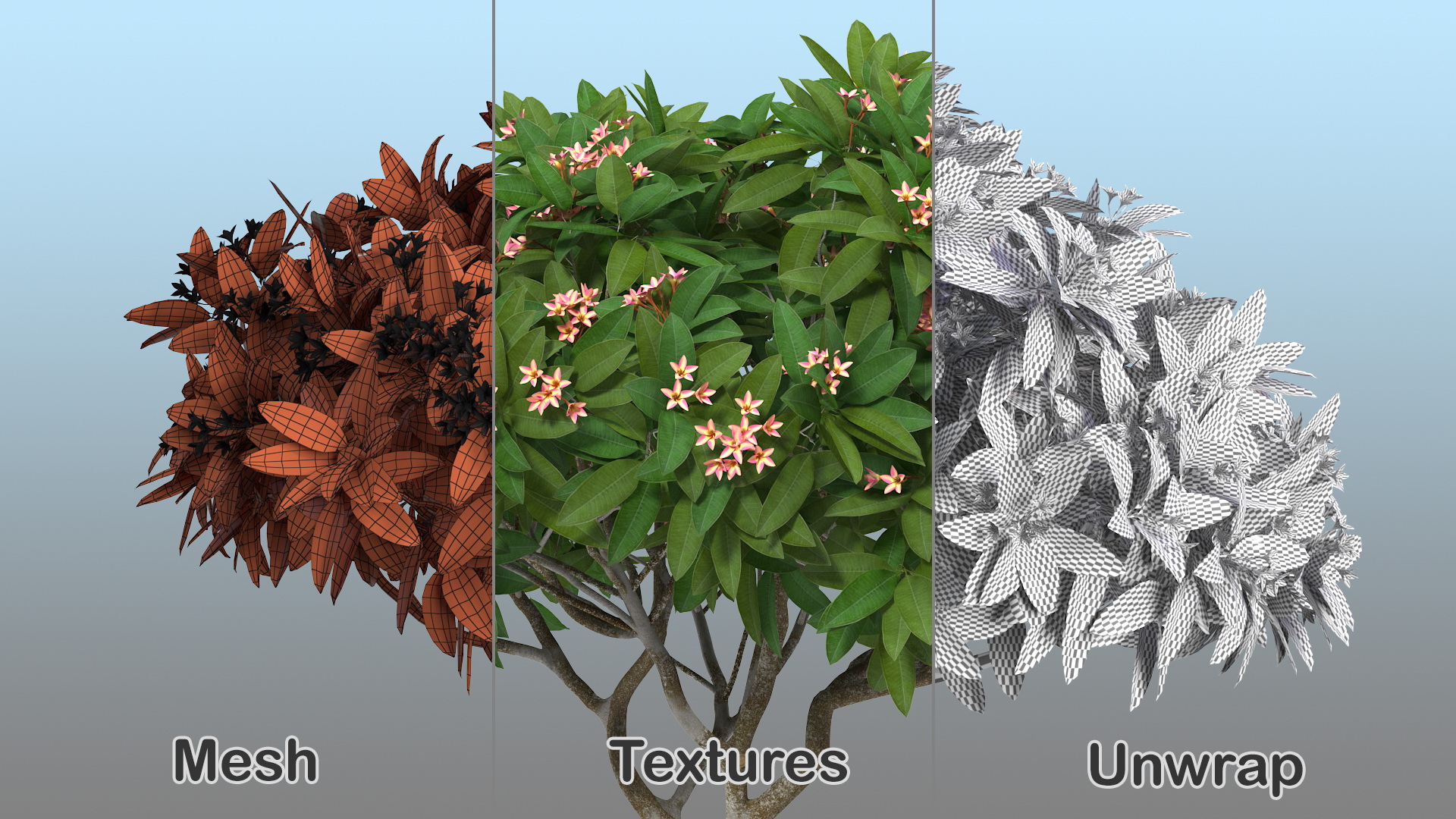 Plumeria Frangipani Tree Pink Flowers 3D