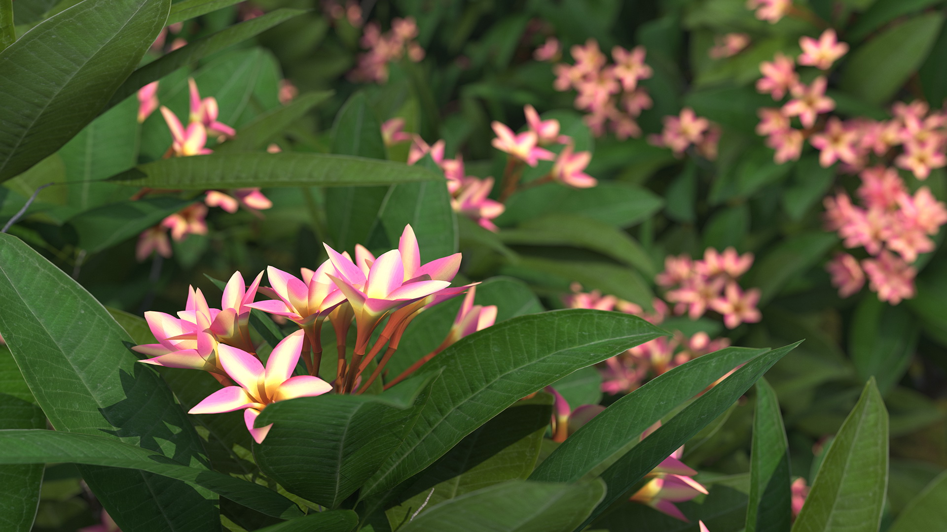 Plumeria Frangipani Tree Pink Flowers 3D