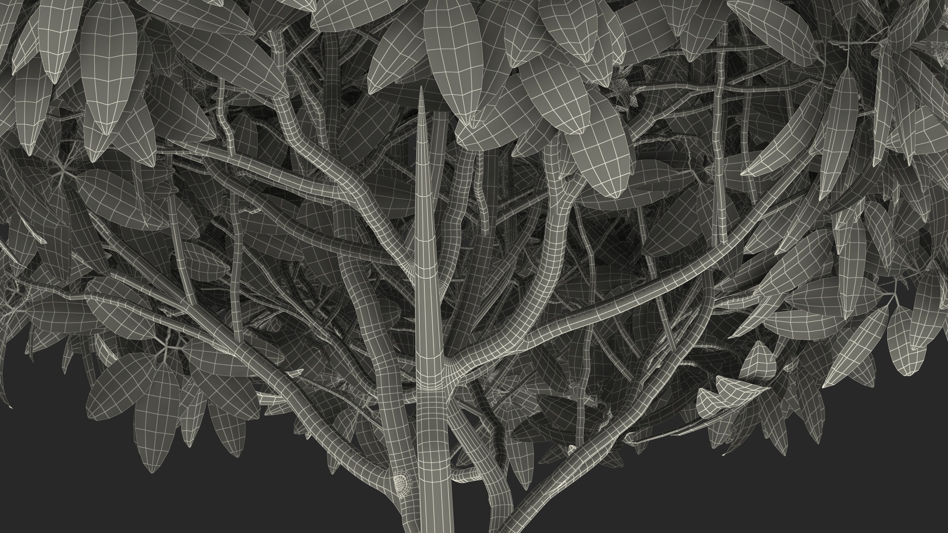Plumeria Frangipani Tree Pink Flowers 3D