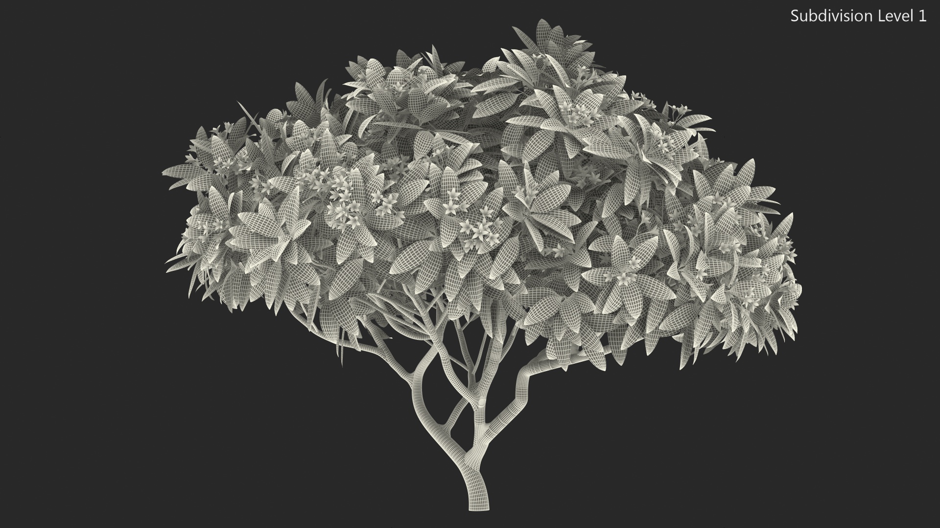 Plumeria Frangipani Tree Pink Flowers 3D