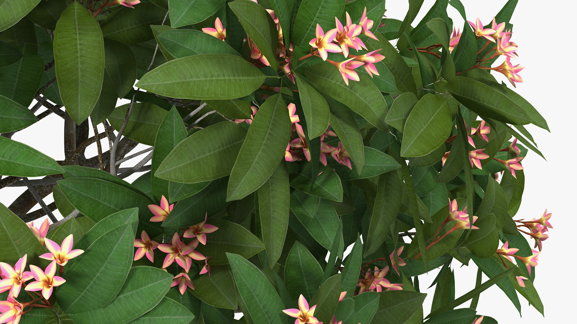 Plumeria Frangipani Tree Pink Flowers 3D