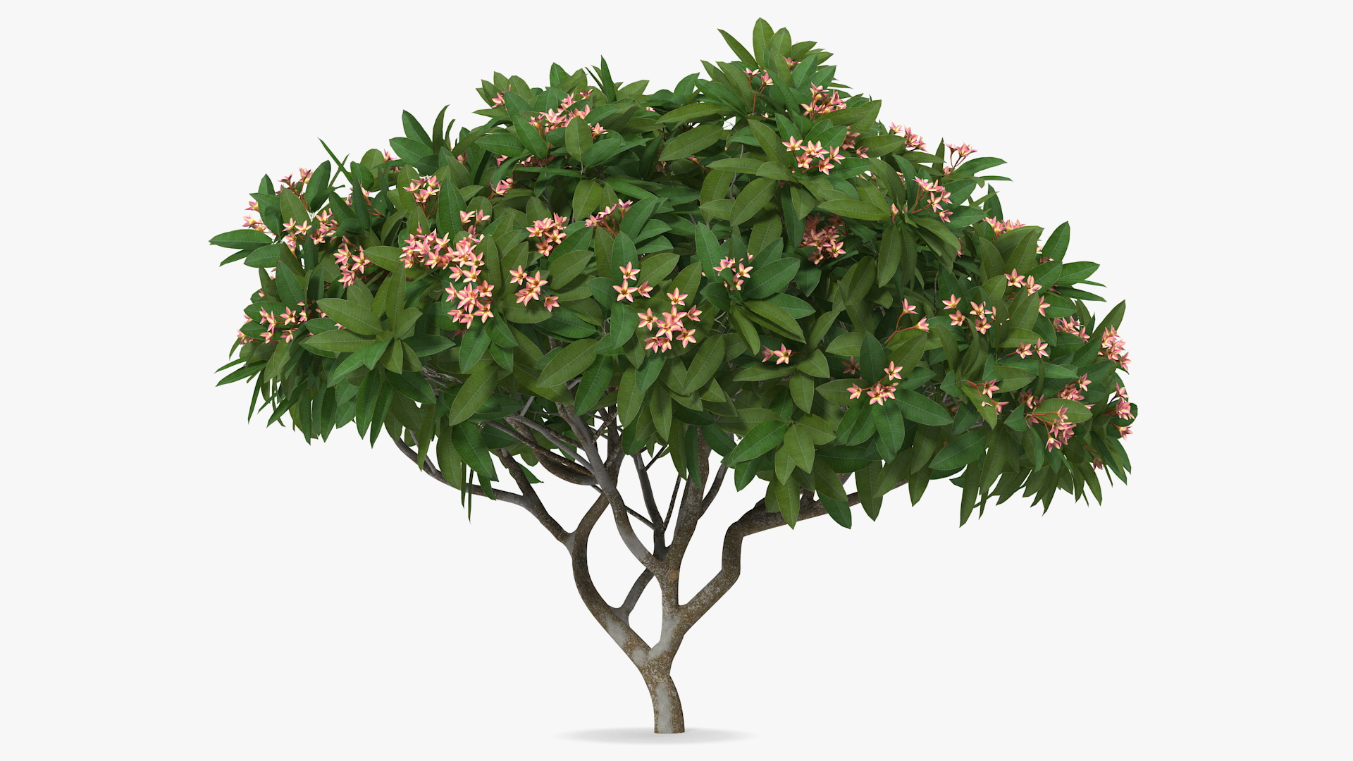 Plumeria Frangipani Tree Pink Flowers 3D