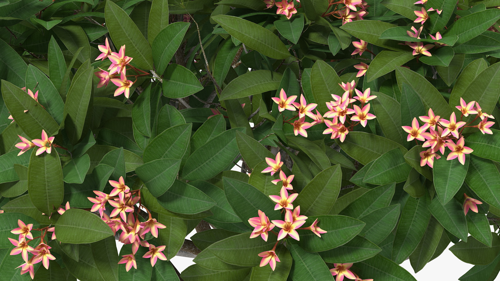 Plumeria Frangipani Tree Pink Flowers 3D