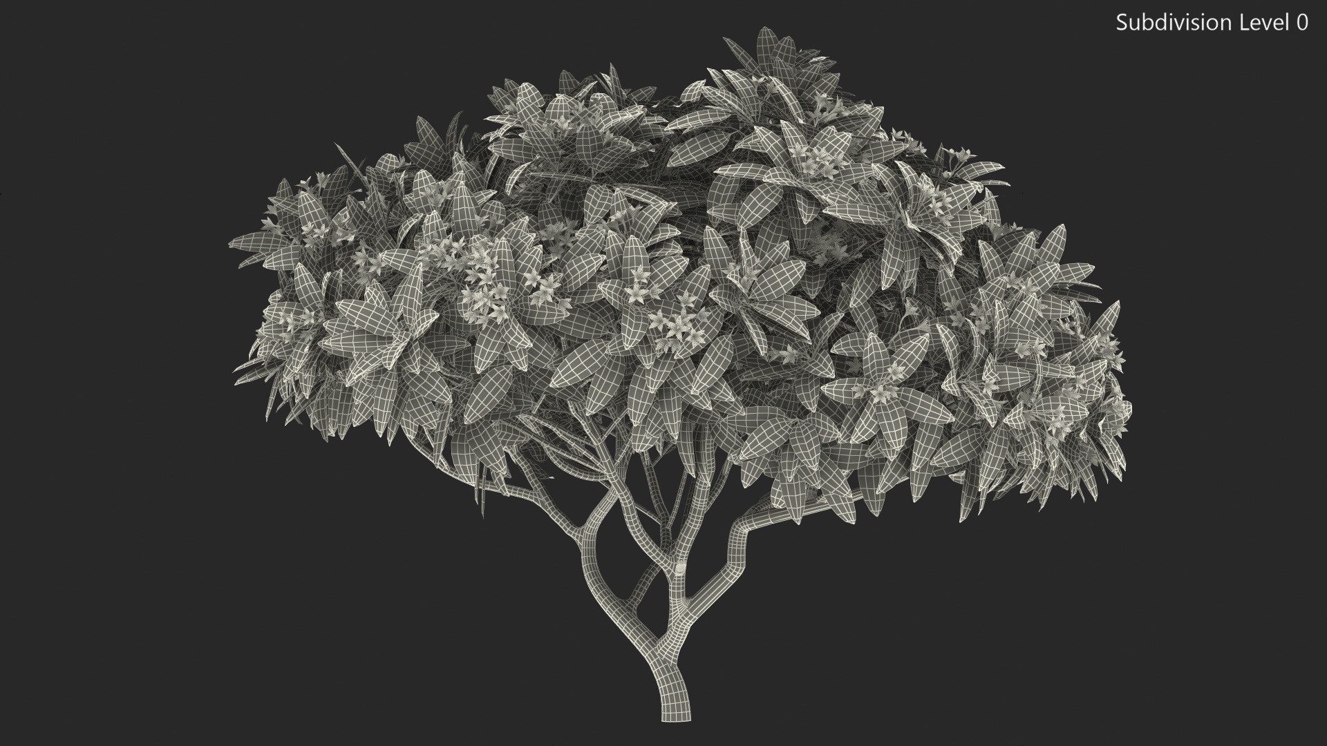 Plumeria Frangipani Tree Pink Flowers 3D