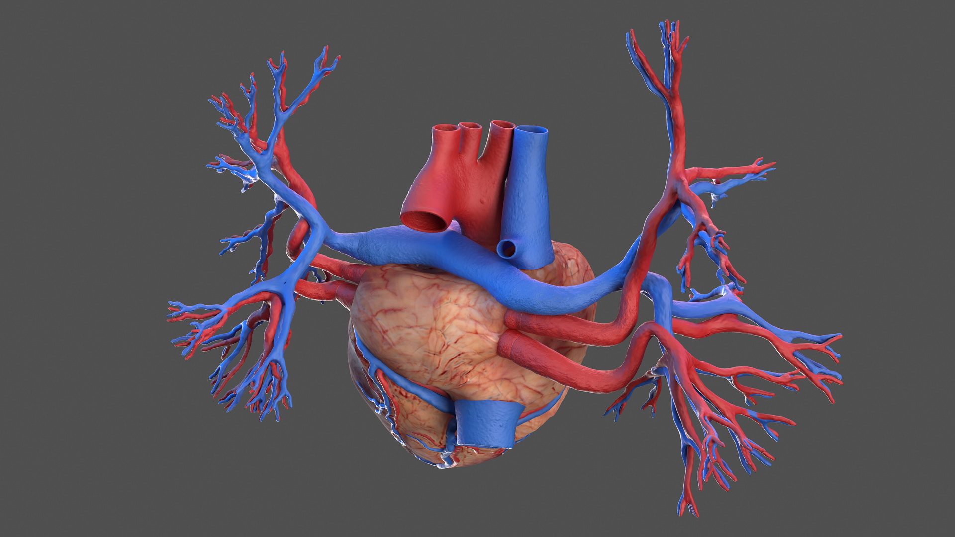 3D Human Heart and Bronchi model