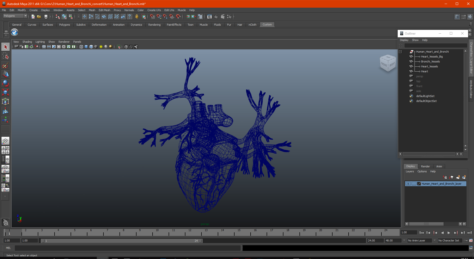 3D Human Heart and Bronchi model