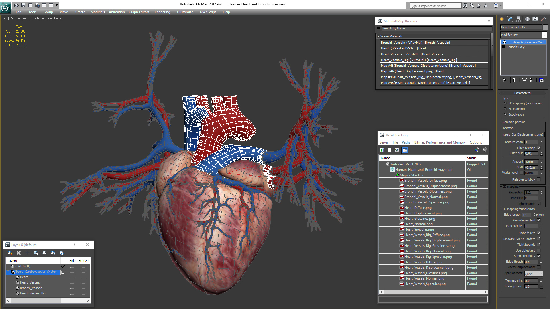 3D Human Heart and Bronchi model
