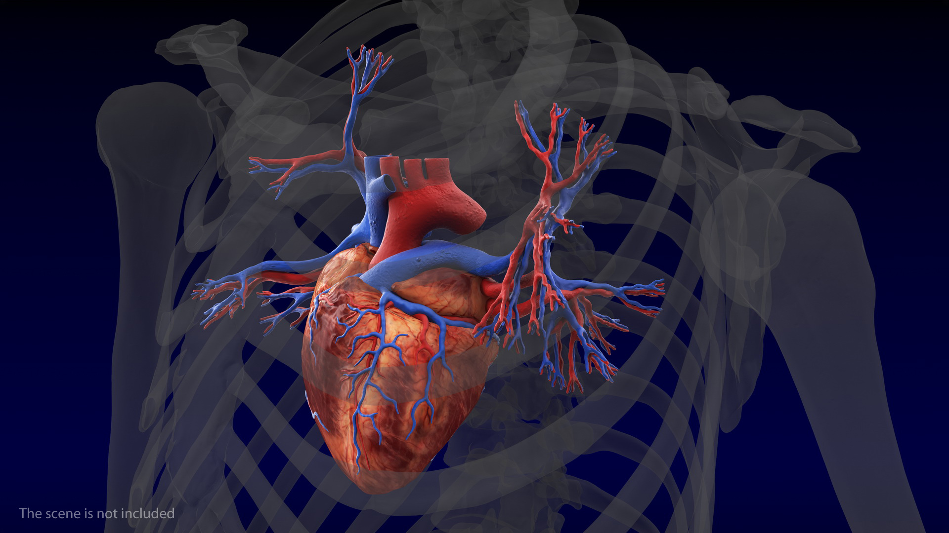 3D Human Heart and Bronchi model