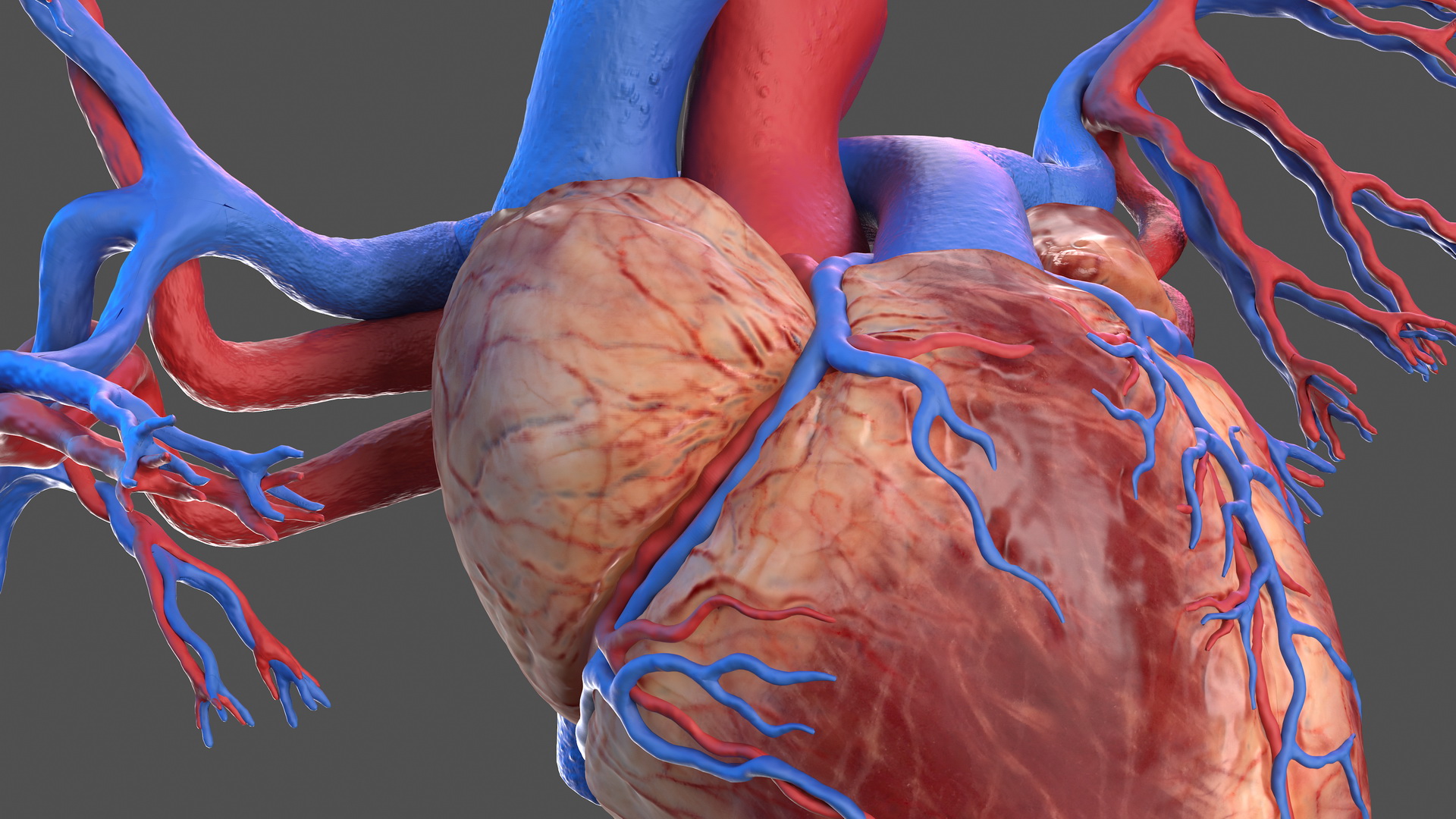 3D Human Heart and Bronchi model