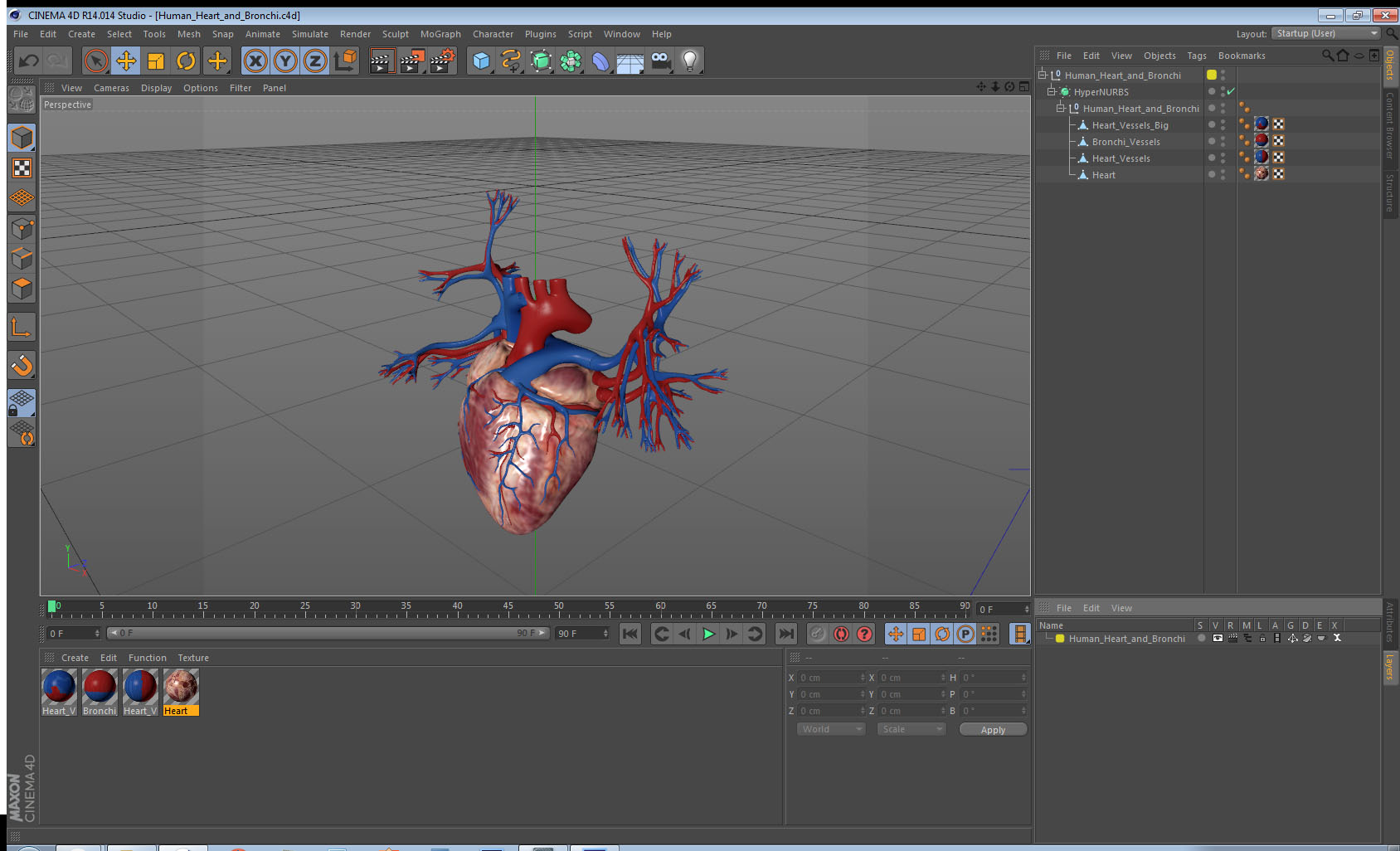 3D Human Heart and Bronchi model