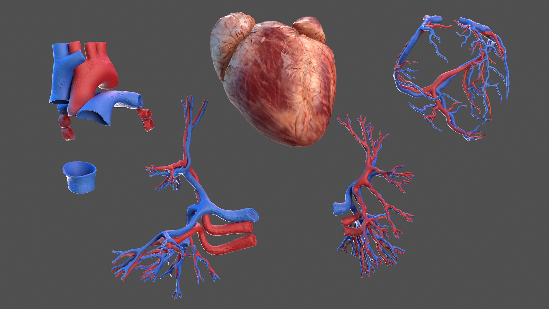 3D Human Heart and Bronchi model