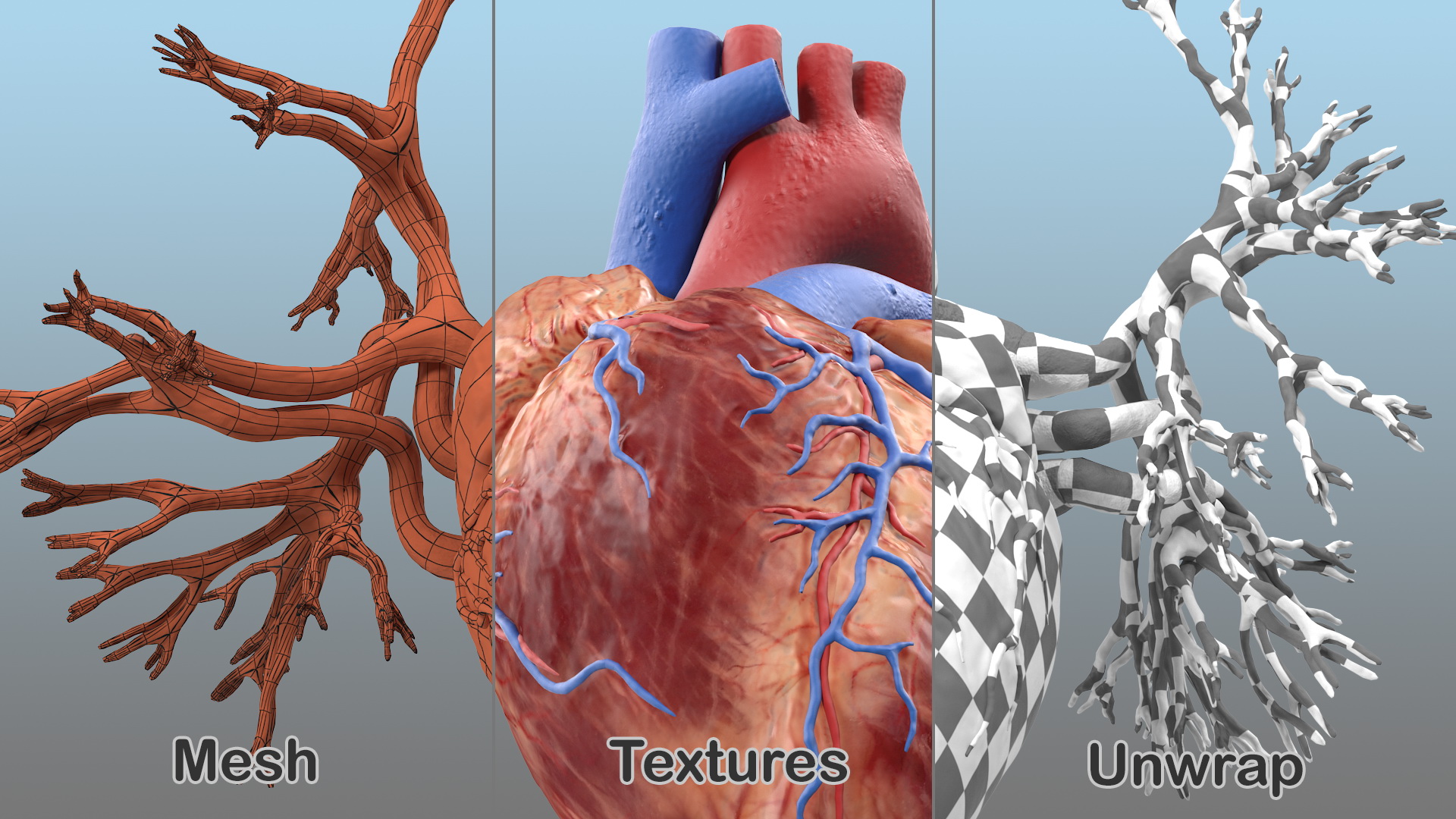 3D Human Heart and Bronchi model