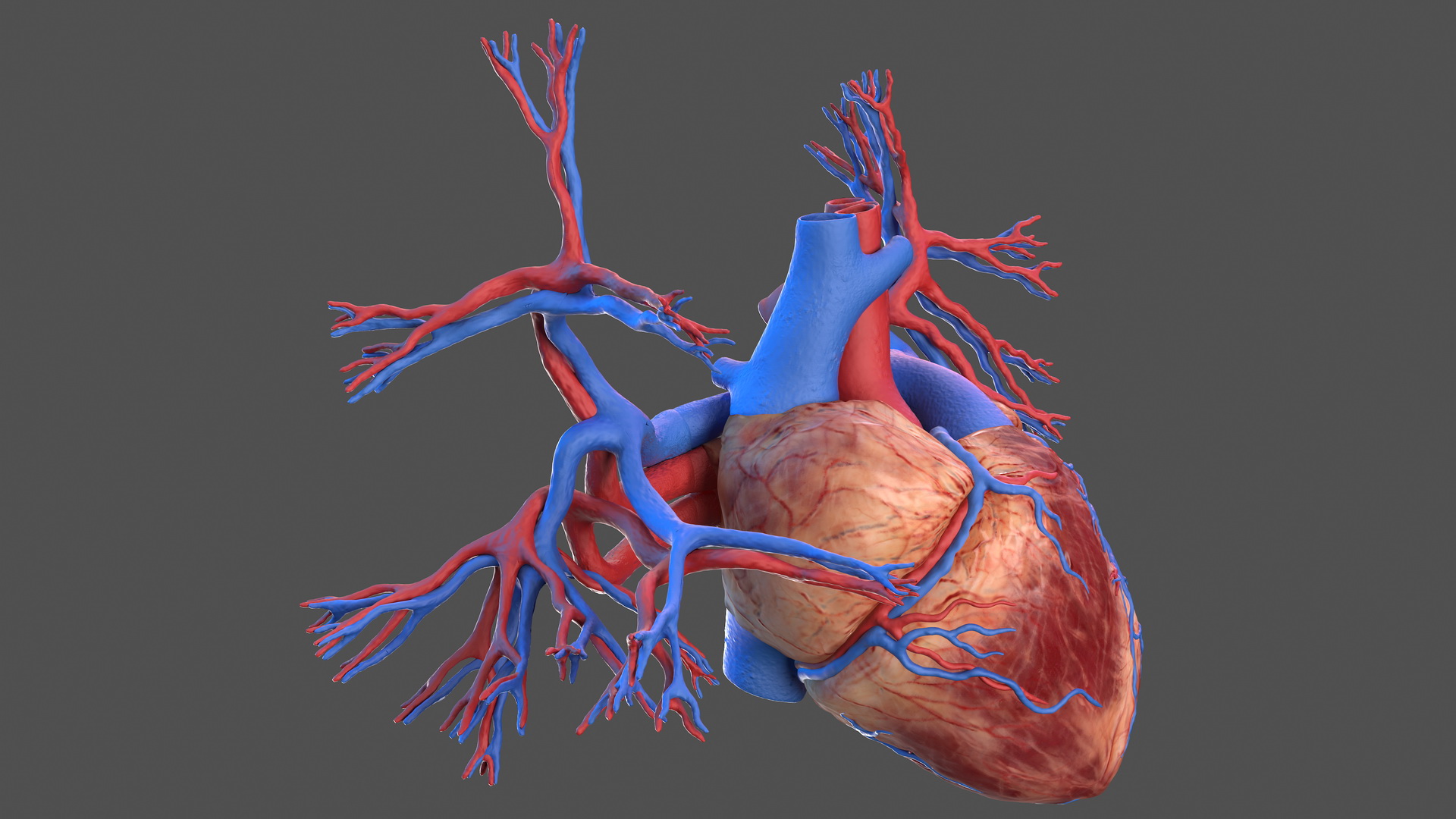 3D Human Heart and Bronchi model