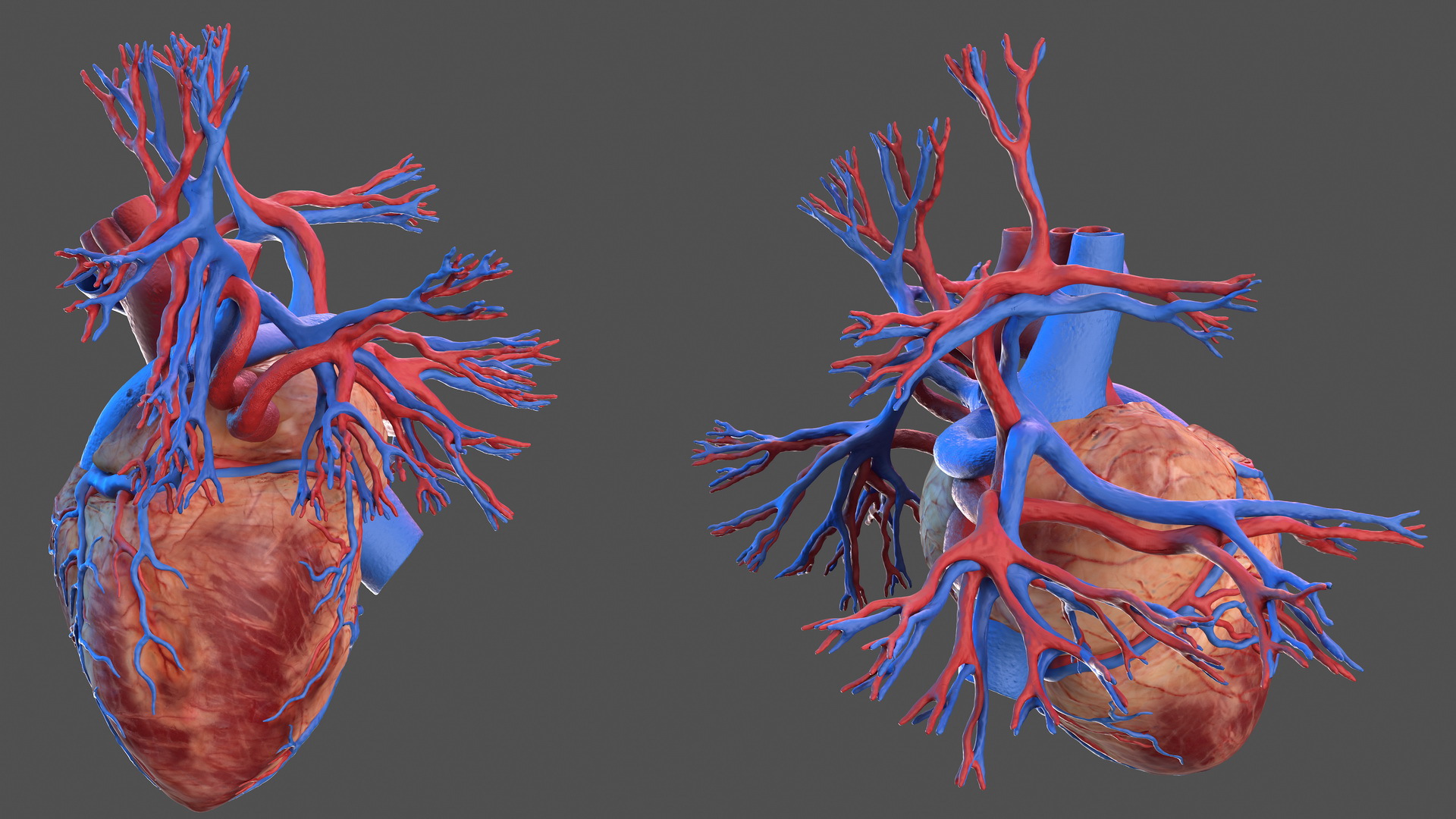 3D Human Heart and Bronchi model
