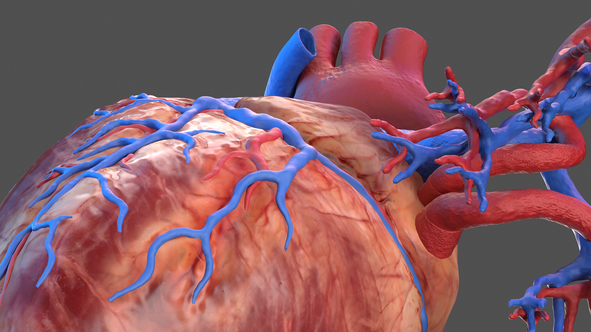 3D Human Heart and Bronchi model