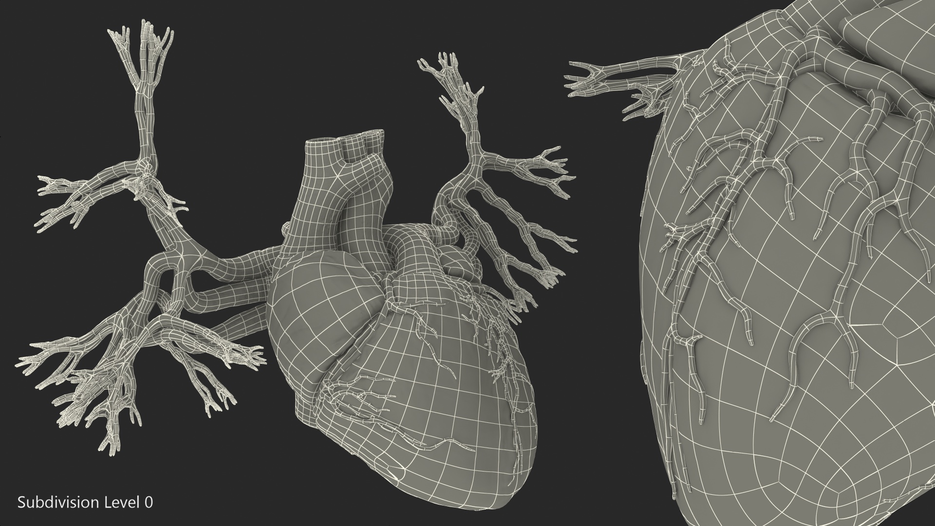 3D Human Heart and Bronchi model