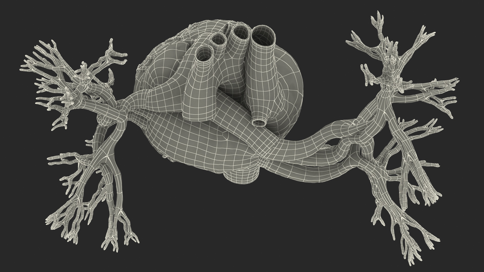 3D Human Heart and Bronchi model