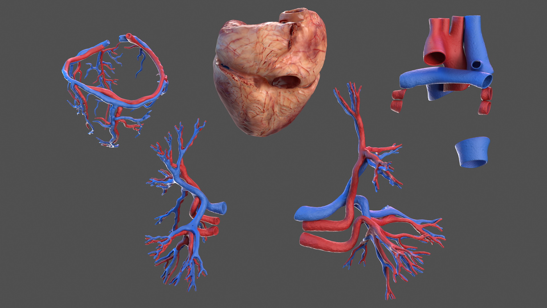 3D Human Heart and Bronchi model