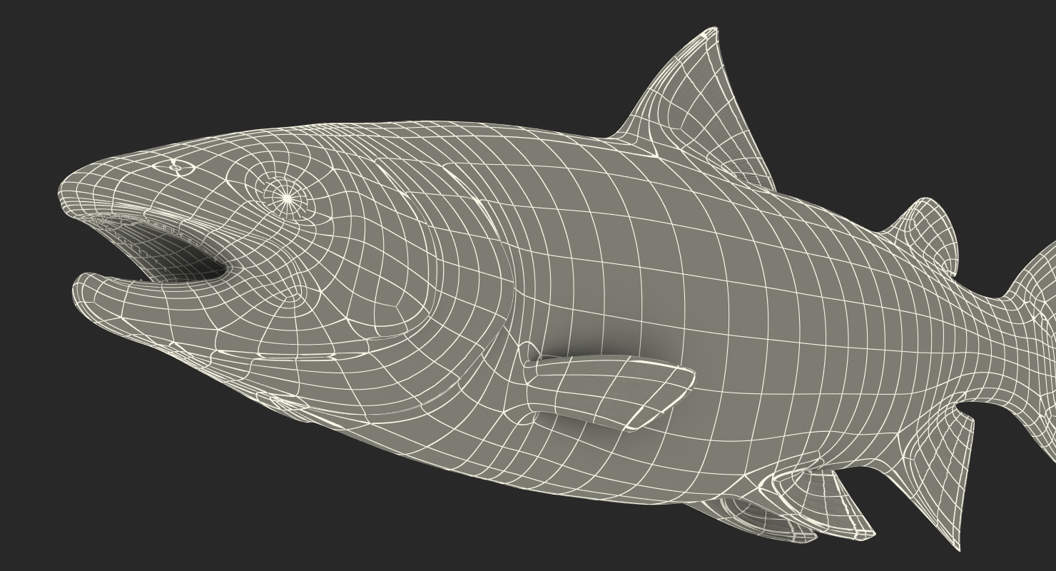 Atlantic Salmon Fish Rigged 3D
