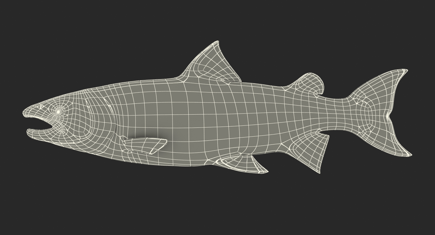 Atlantic Salmon Fish Rigged 3D