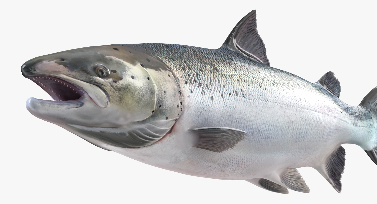Atlantic Salmon Fish Rigged 3D