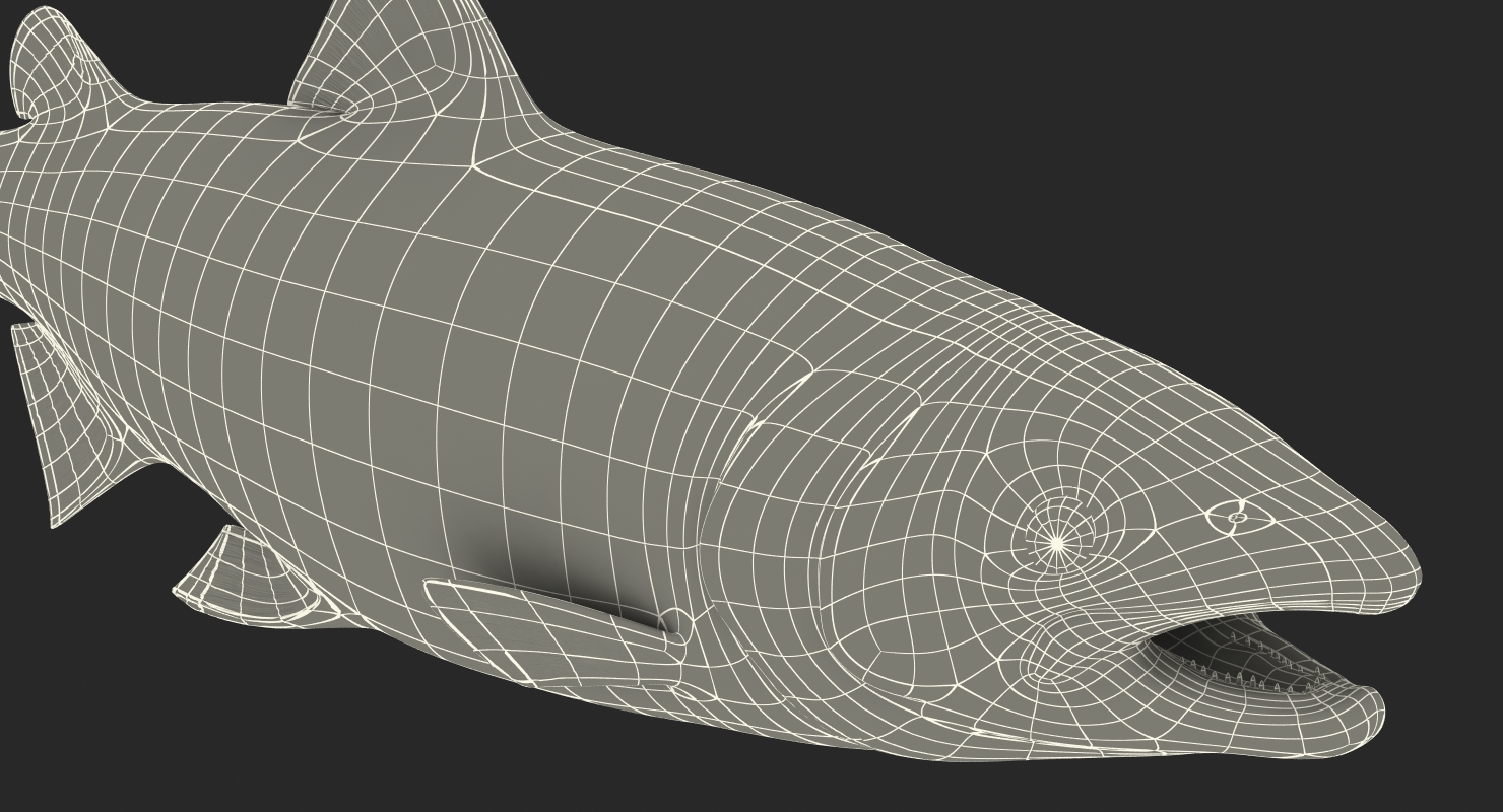 Atlantic Salmon Fish Rigged 3D