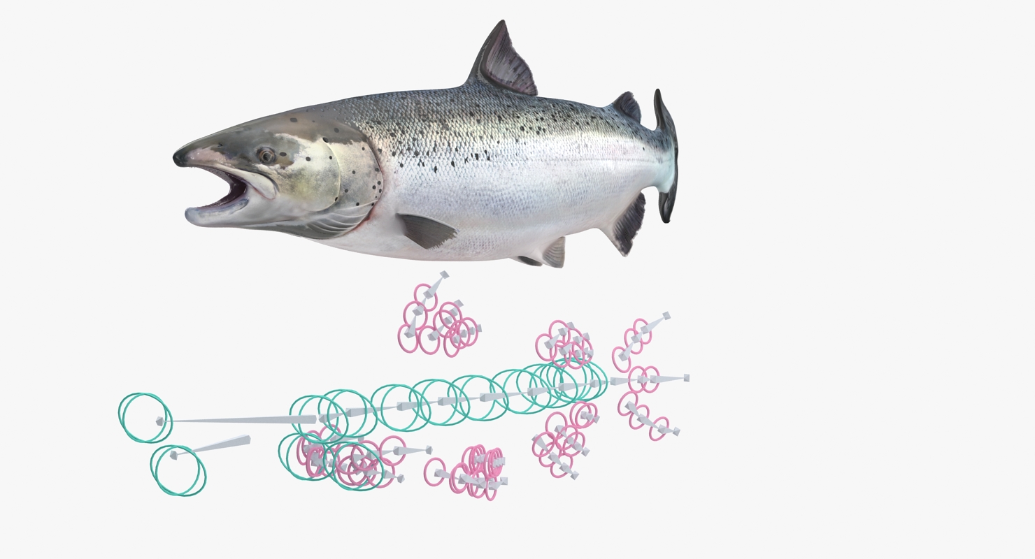 Atlantic Salmon Fish Rigged 3D